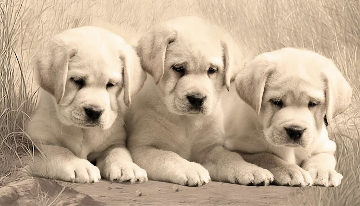 Sami's pets service - Photo 2