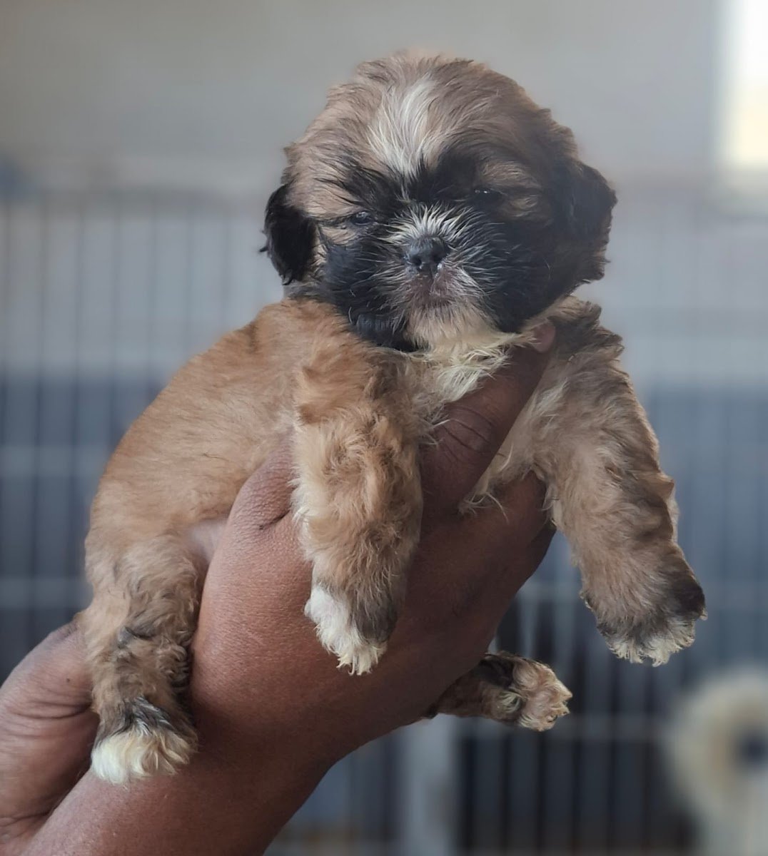 Parth Kennel - Photo 2