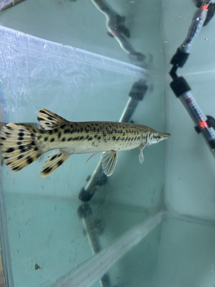 River Guardian Aquatics - Photo 2
