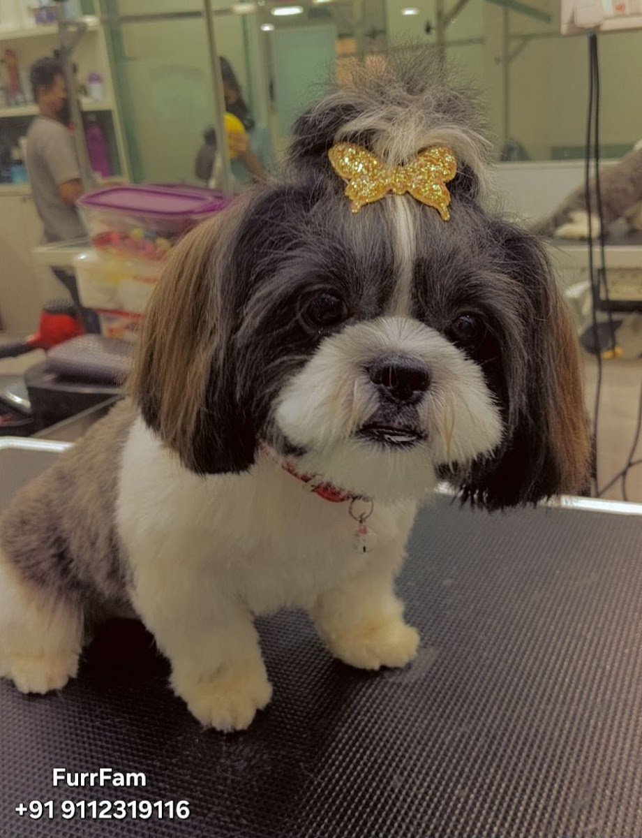 FurFam - Photo 2