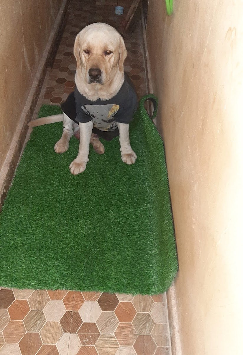 Mack Dog Hostel - Photo 2