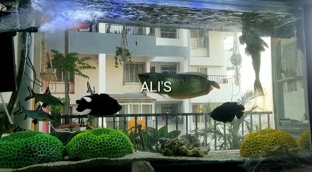 Alis Pet shop - Photo 2