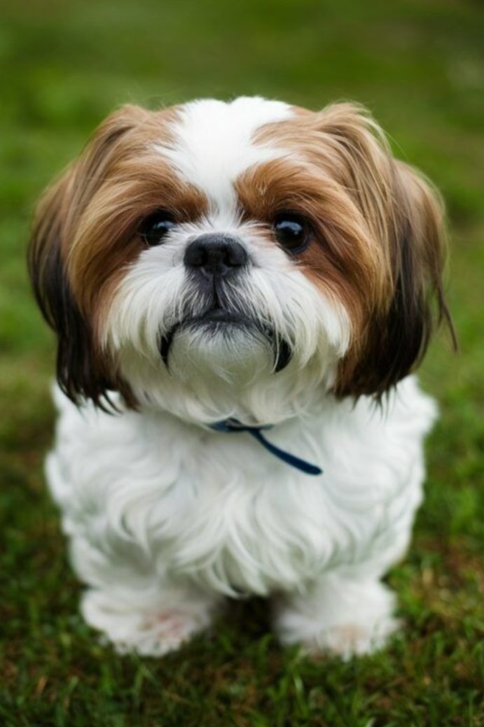 Pet shop - Photo 2