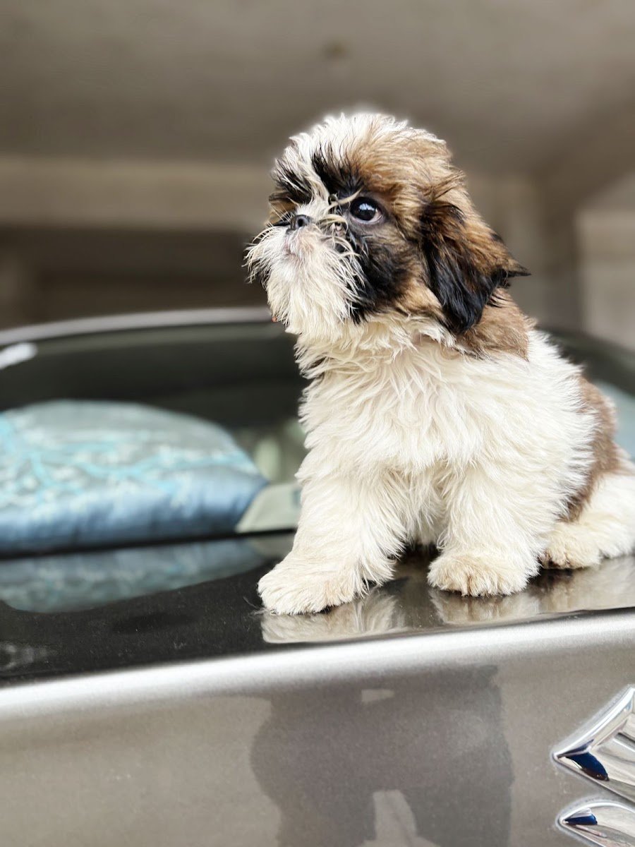 KAKADE PETS & PET'S HOSTELING - Photo 2