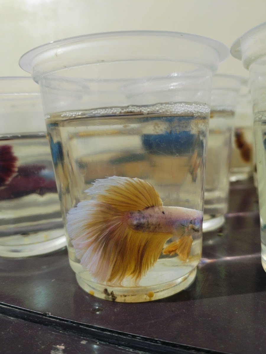 Little Pet shop - Photo 2