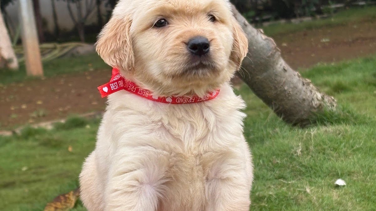 Pets Icon - Photo 2
