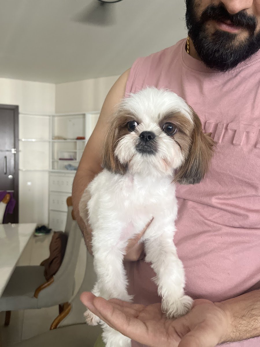 Super Hoomans - Photo 2