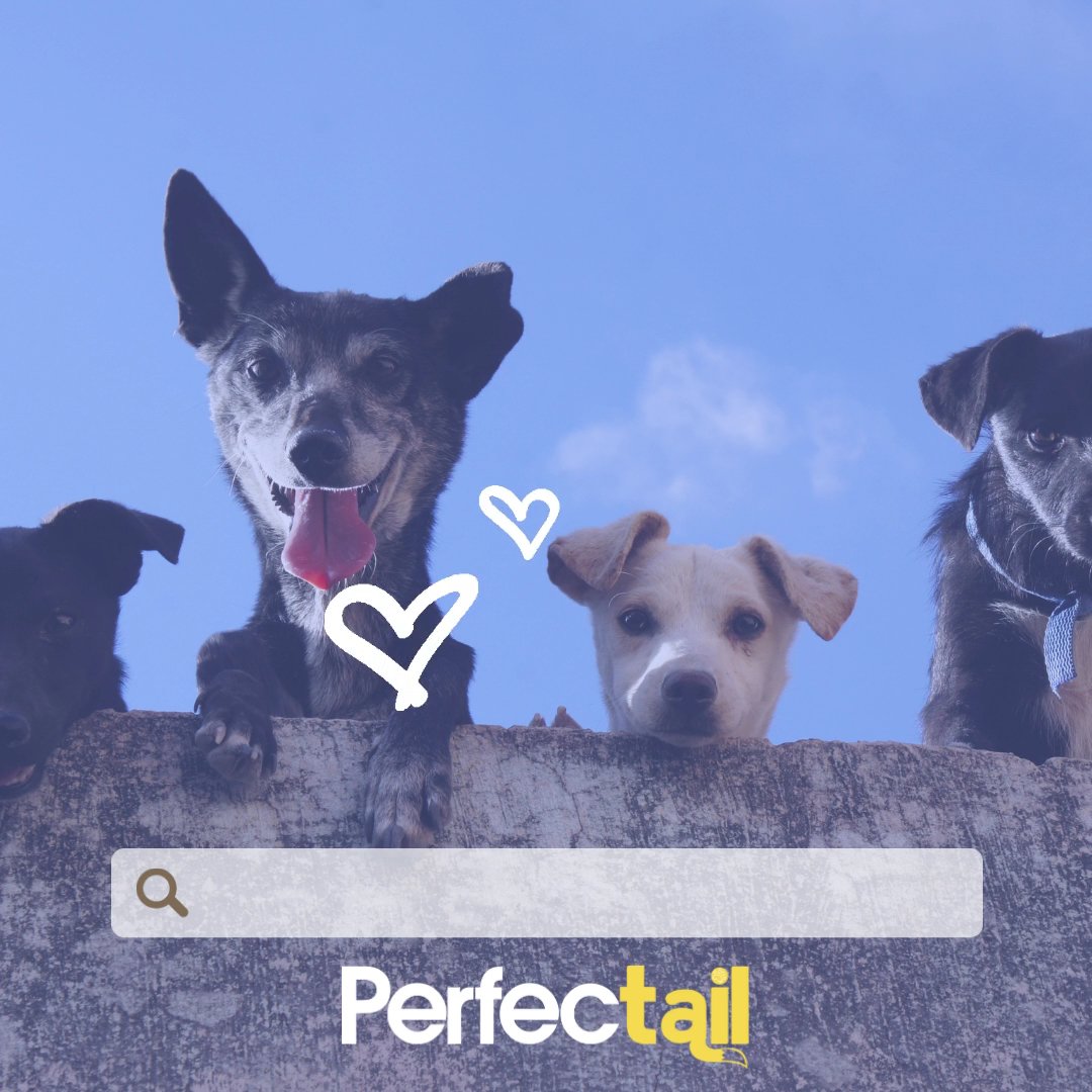 Perfectail - Photo 2