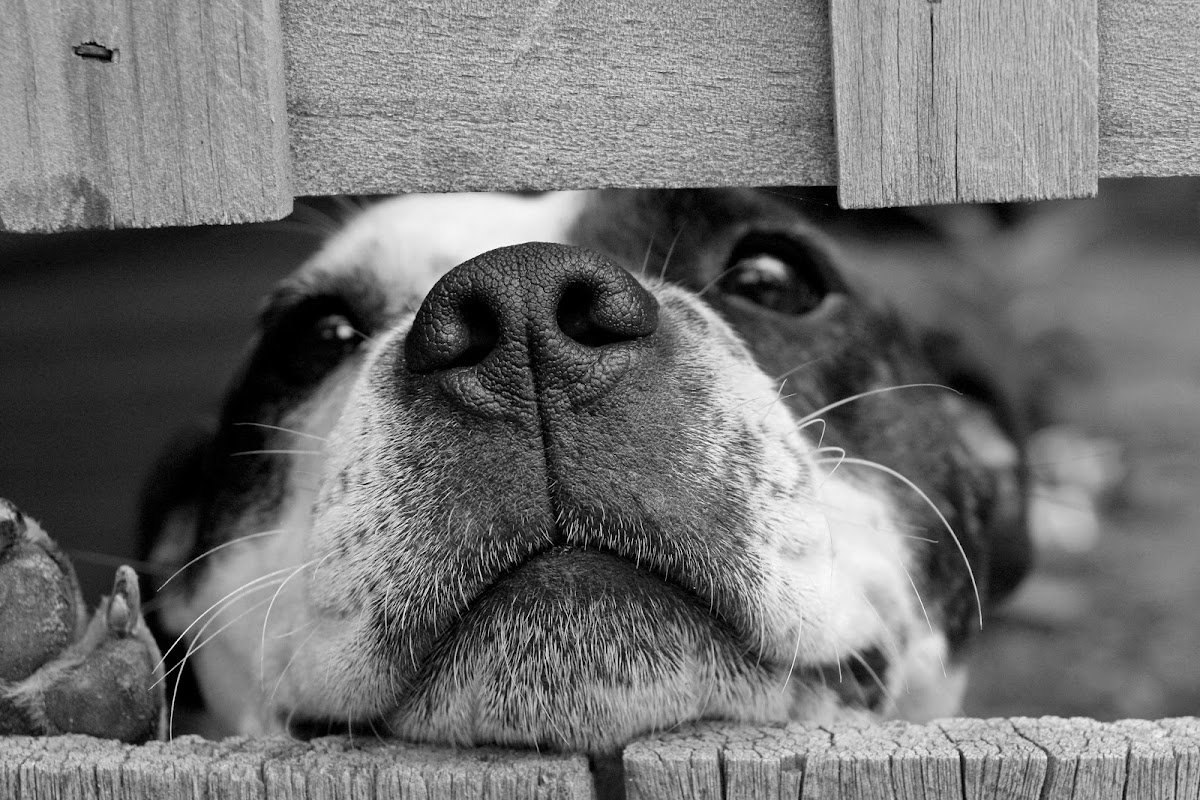 Little4paws - Photo 2