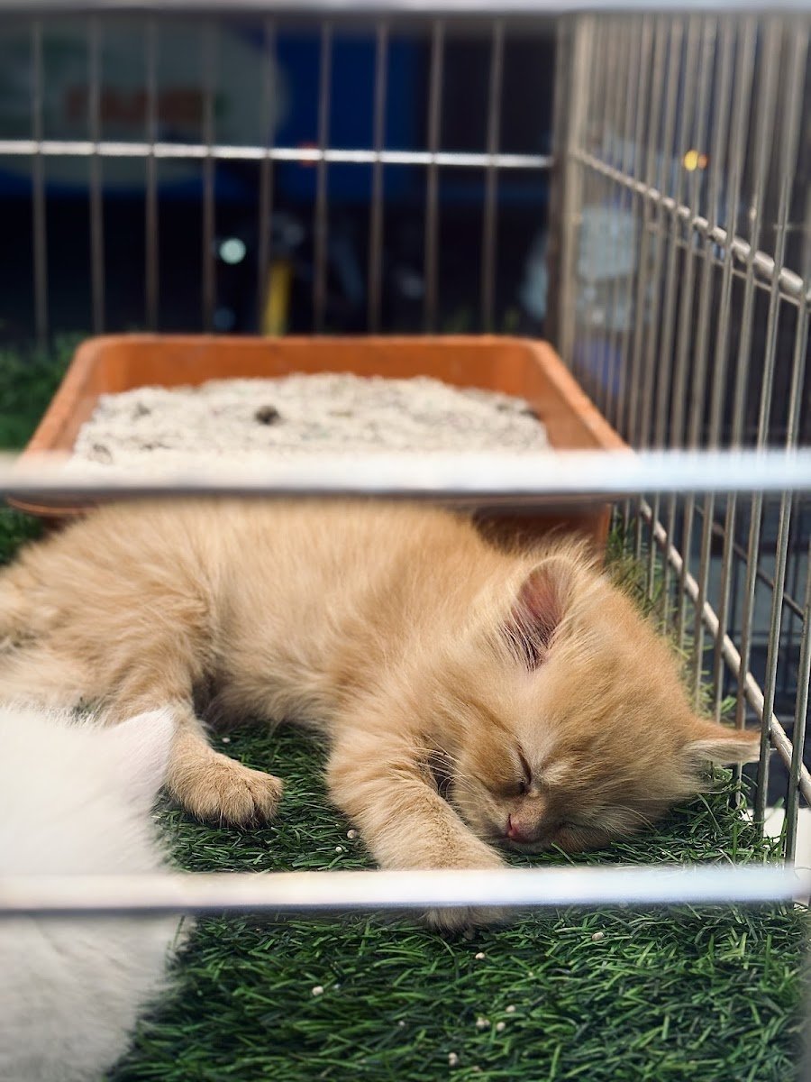 Sardarji Pet Shop And Aquarium - Photo 2