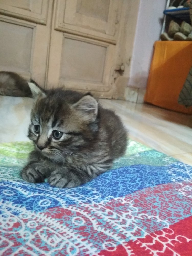 Baby Cat - Photo 2