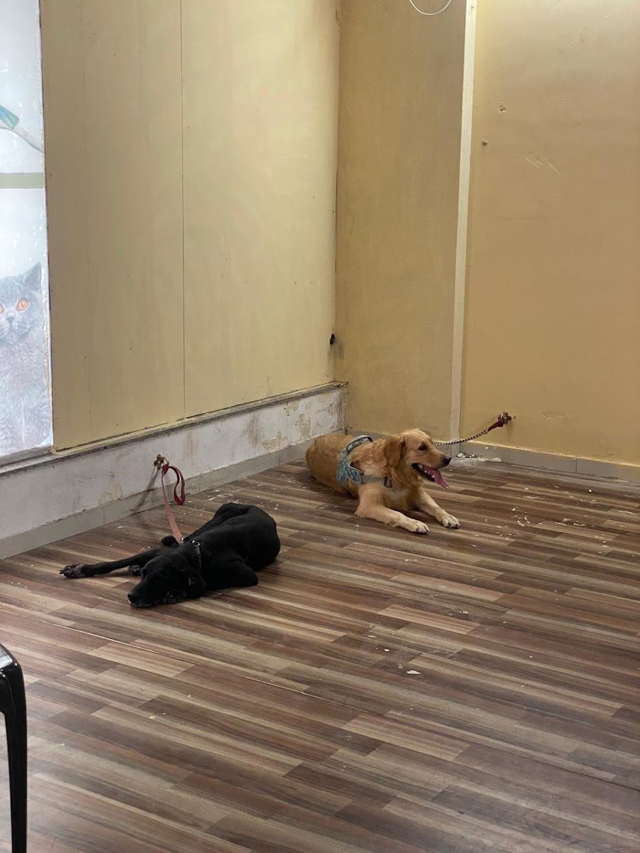 D ROYAL PETS HOUSE - Photo 2