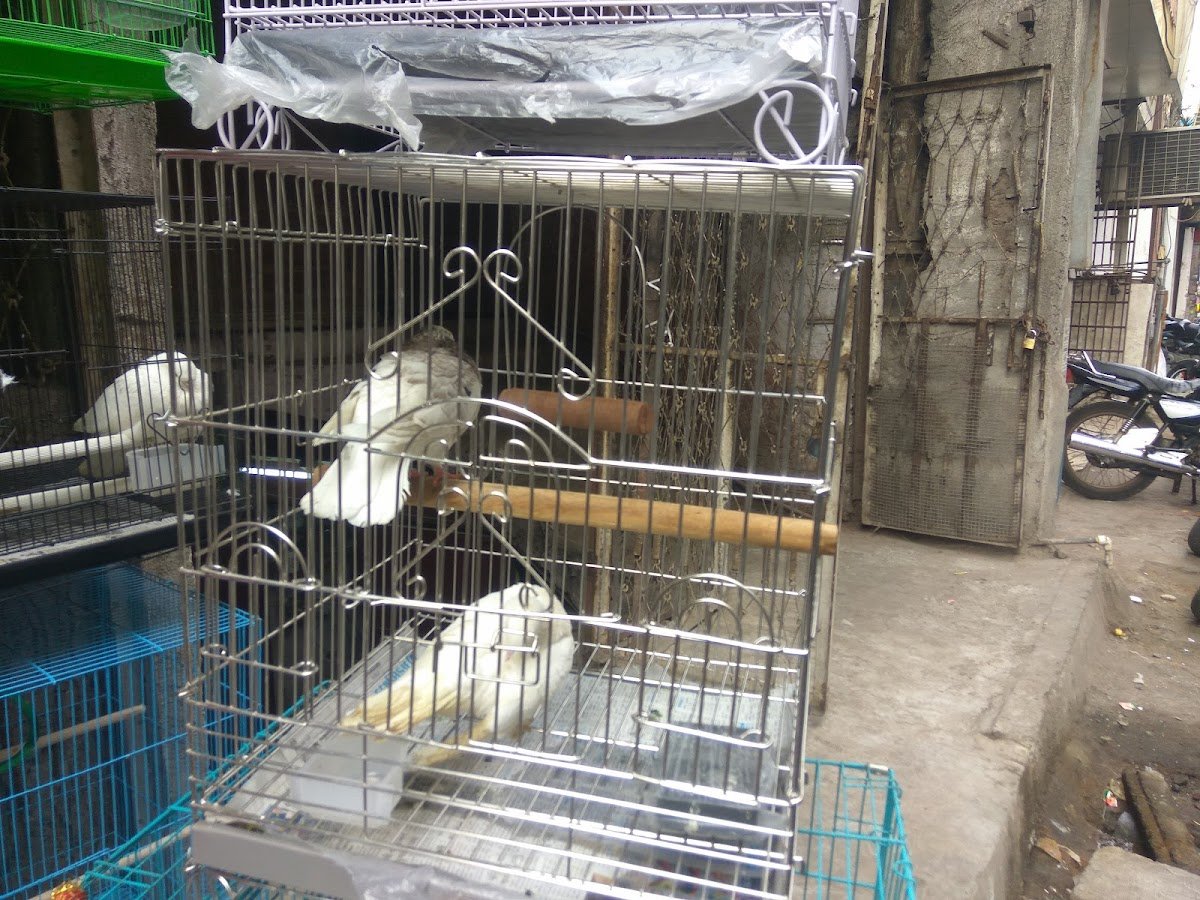 Jayesh Bird Shop - Photo 2