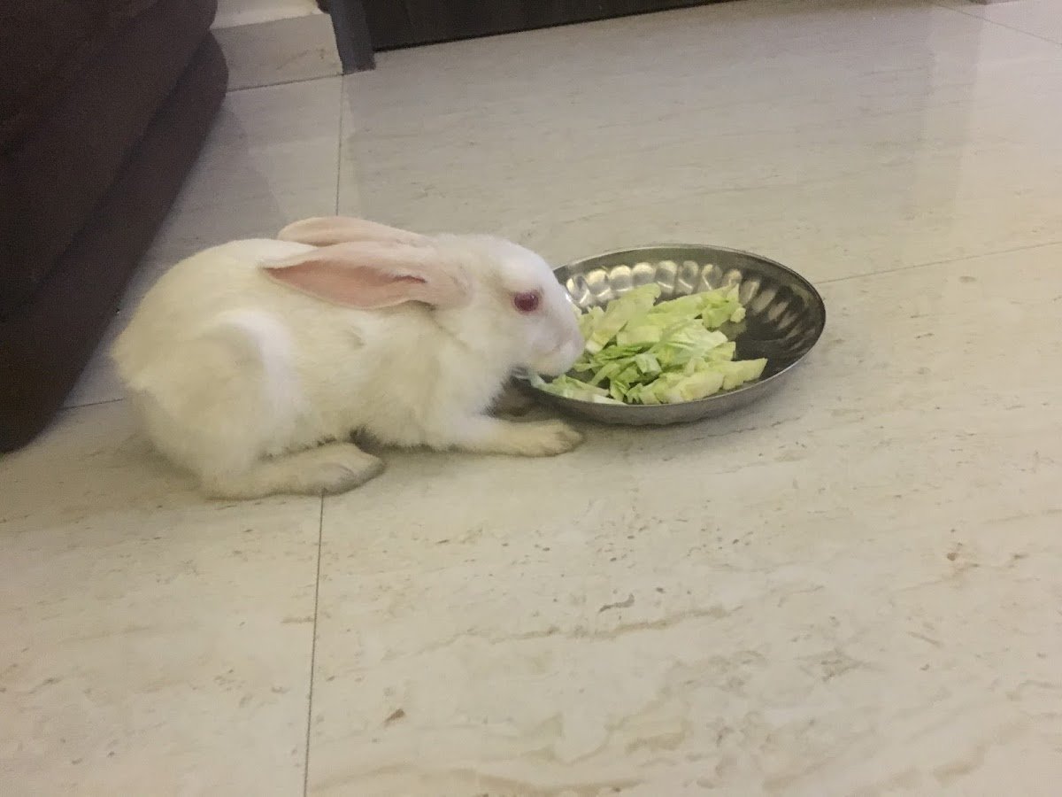 The Pet Store - Photo 2
