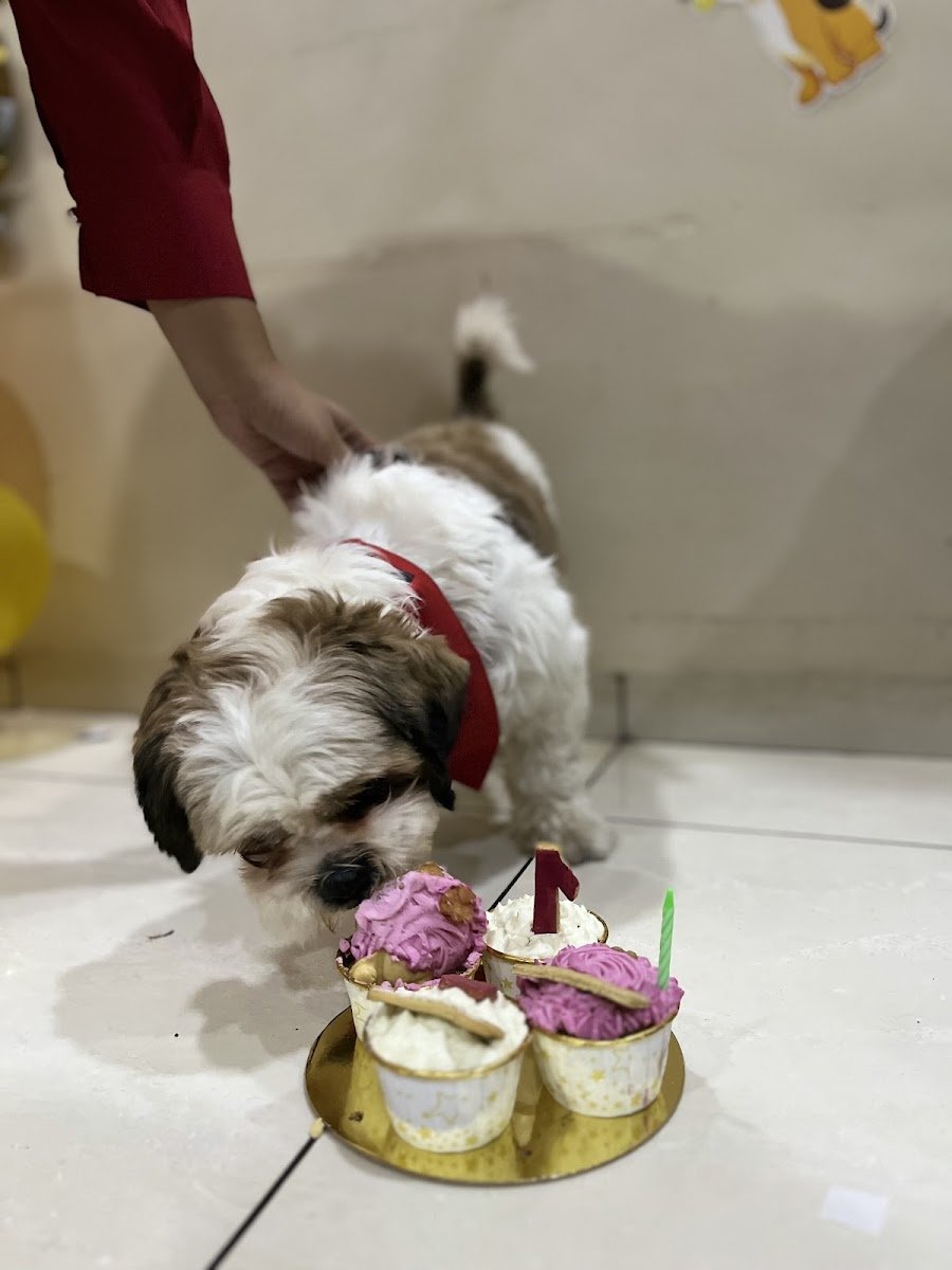 Dogobarkery - Photo 2
