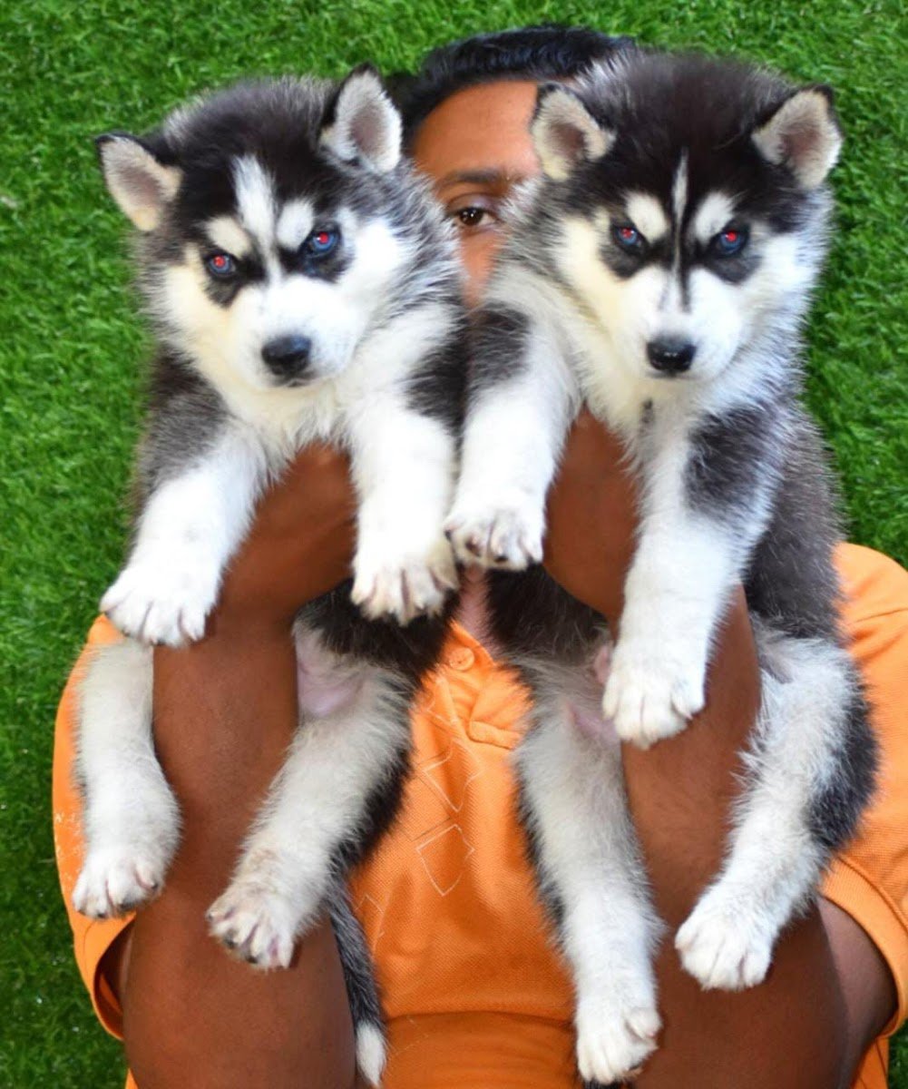 Marvel Pet Shop - Photo 2