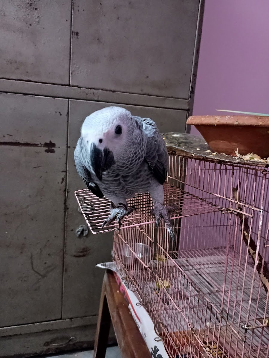 Jaipur Exotic Birds - Photo 2