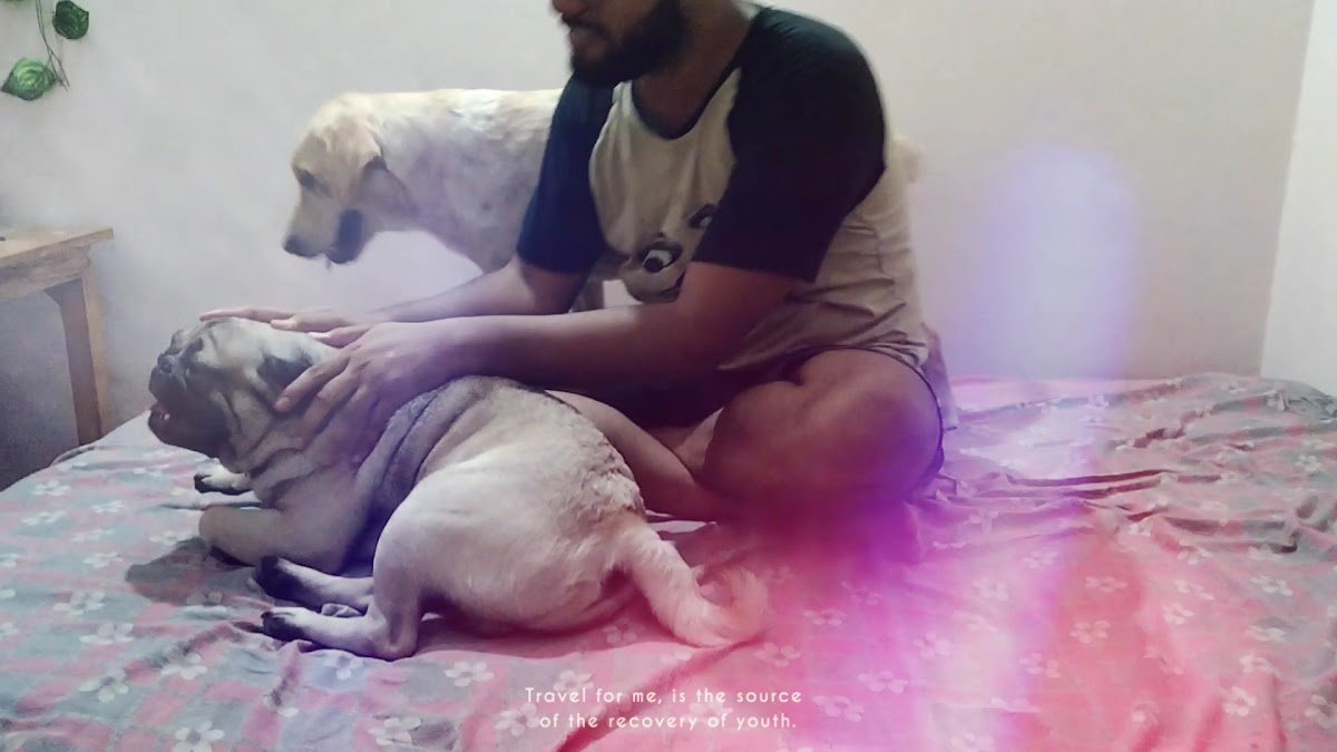 the dodo....Pet Boarding - Photo 2
