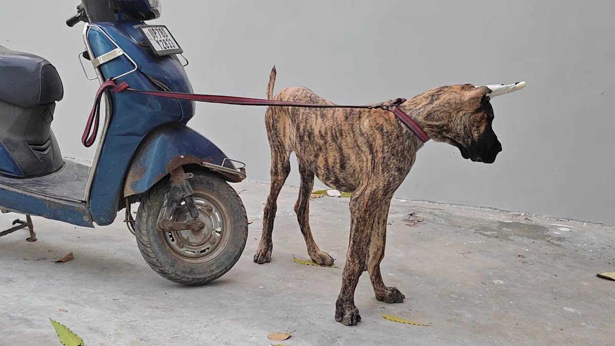 Pet Lovers Lucknow - Photo 2