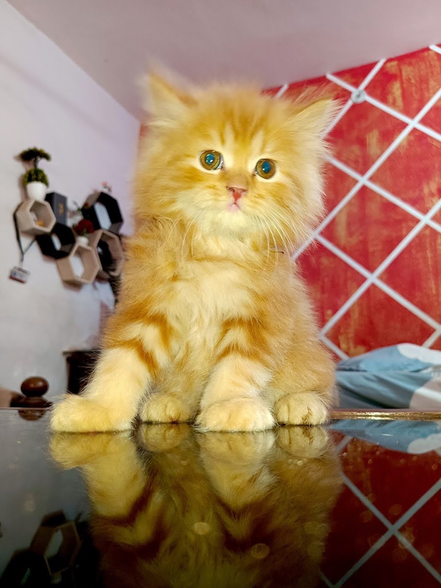 Kitten Kingdom Lucknow - Photo 2