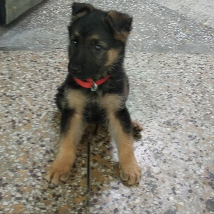 Pet Shop - Photo 2