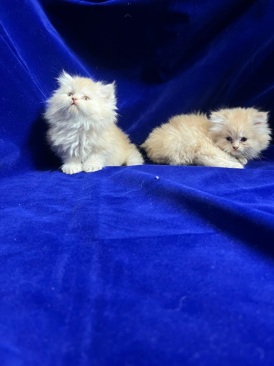 Happy pets kanpur - Photo 2