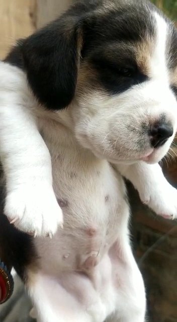 Dog life - Photo 2