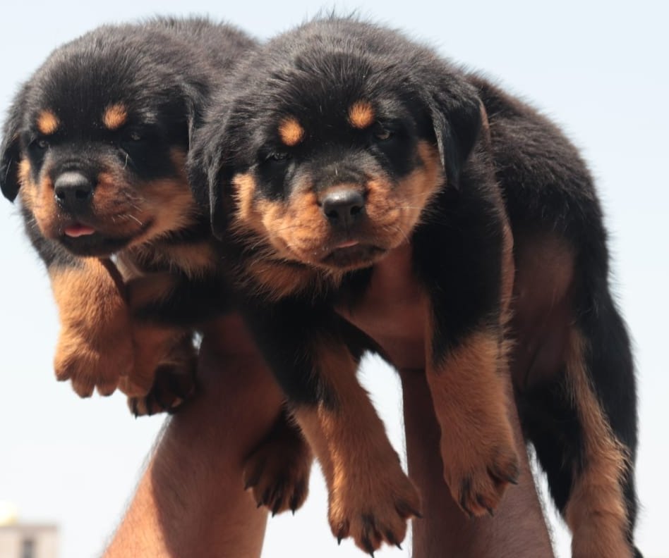 AmiShiv Pets - Photo 2