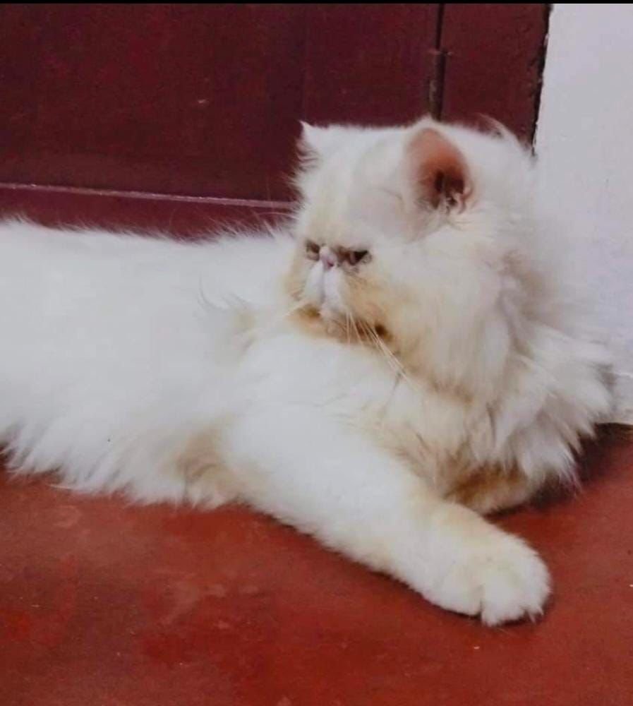 Simba Cattery - Photo 2