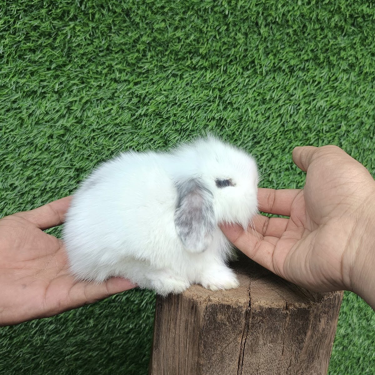ANAS EXOTIC PETS - Photo 2