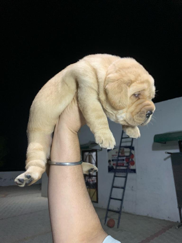 ROYAL PETS WORLD - Photo 2