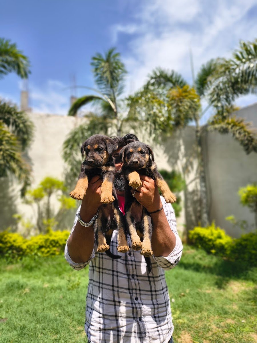 Pet paradise - Photo 2