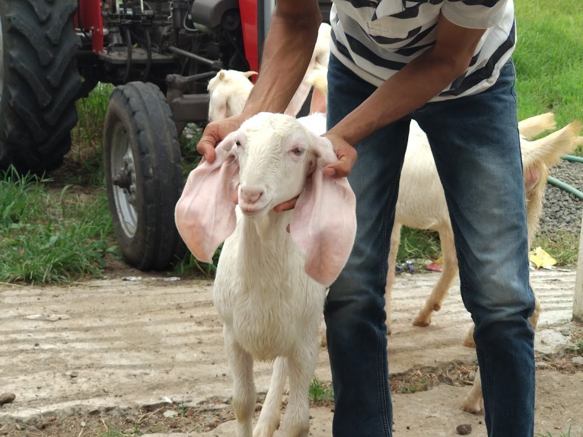 HP Goat Farm indore - Photo 2