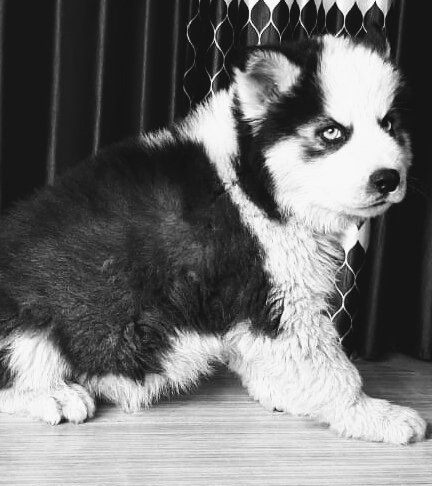 Pet shop - Photo 2
