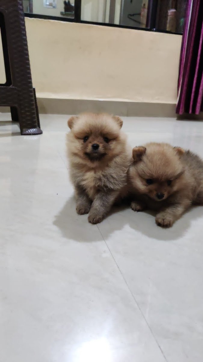 Om sai pets - Photo 2