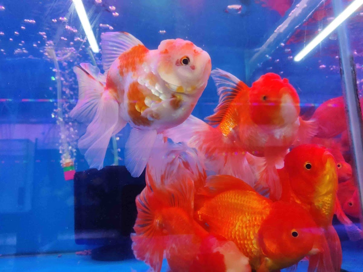 Fun’n’floric (aquarium) - Photo 2
