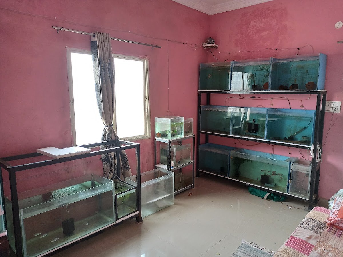 Jacob's Betta - Photo 2