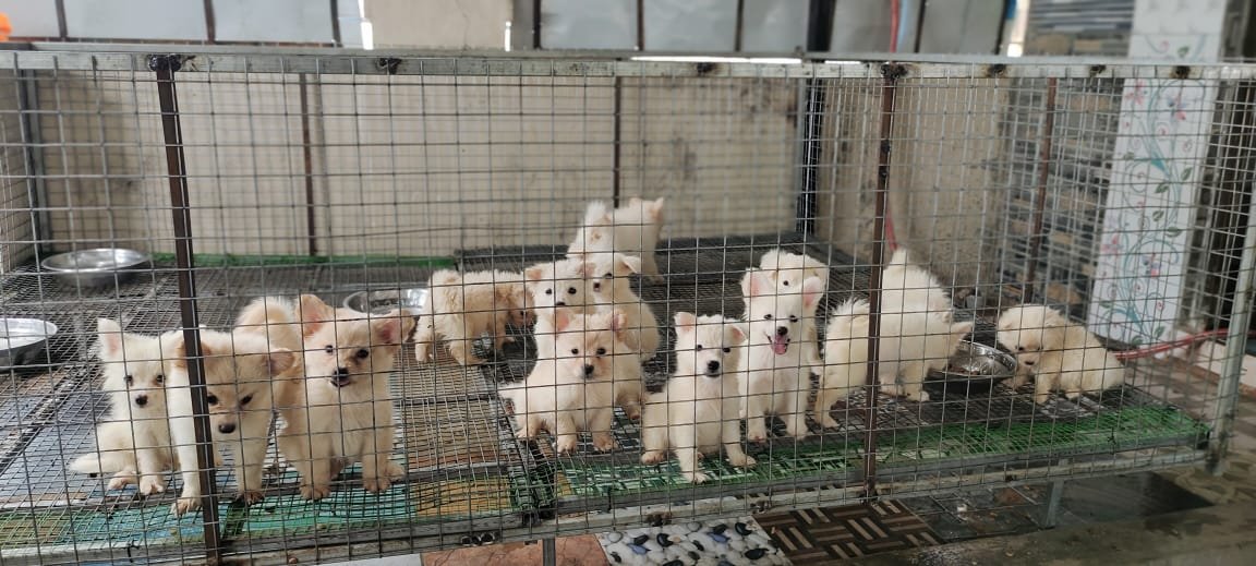 Royal Pets - All Type of Puppies Available - Photo 2