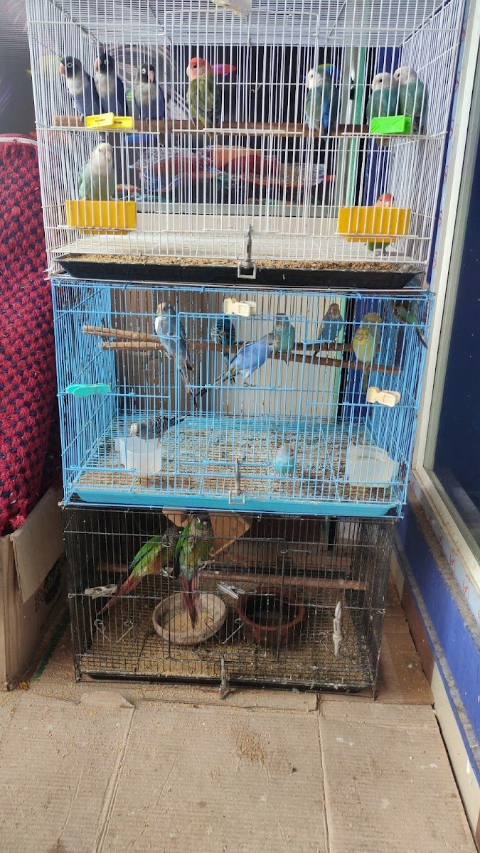 PET AND FISH - Photo 2