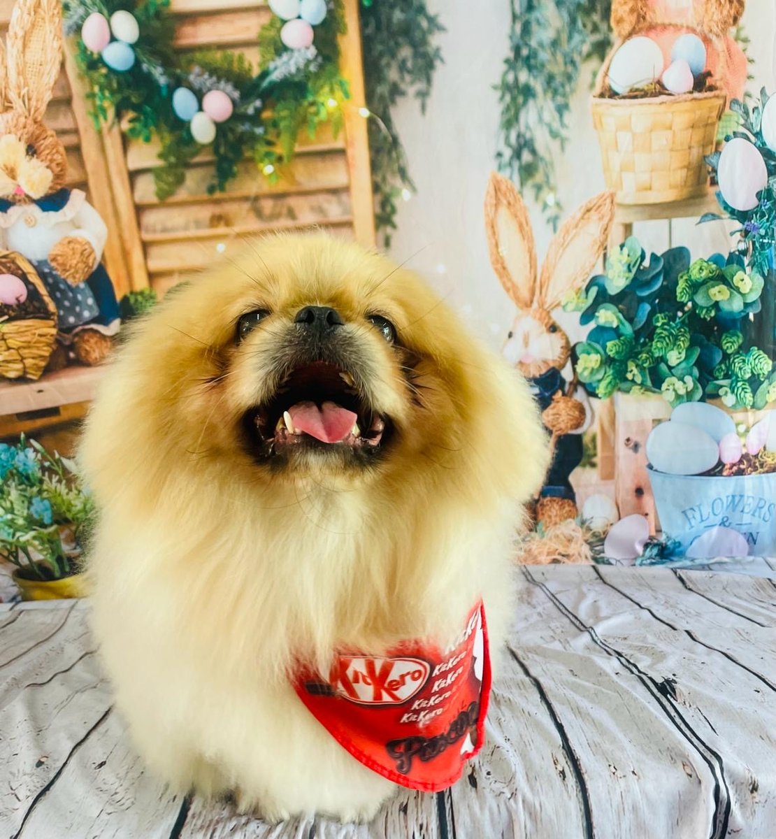 Clínica Veterinária Verlengia - Pet Shop em Campinas
