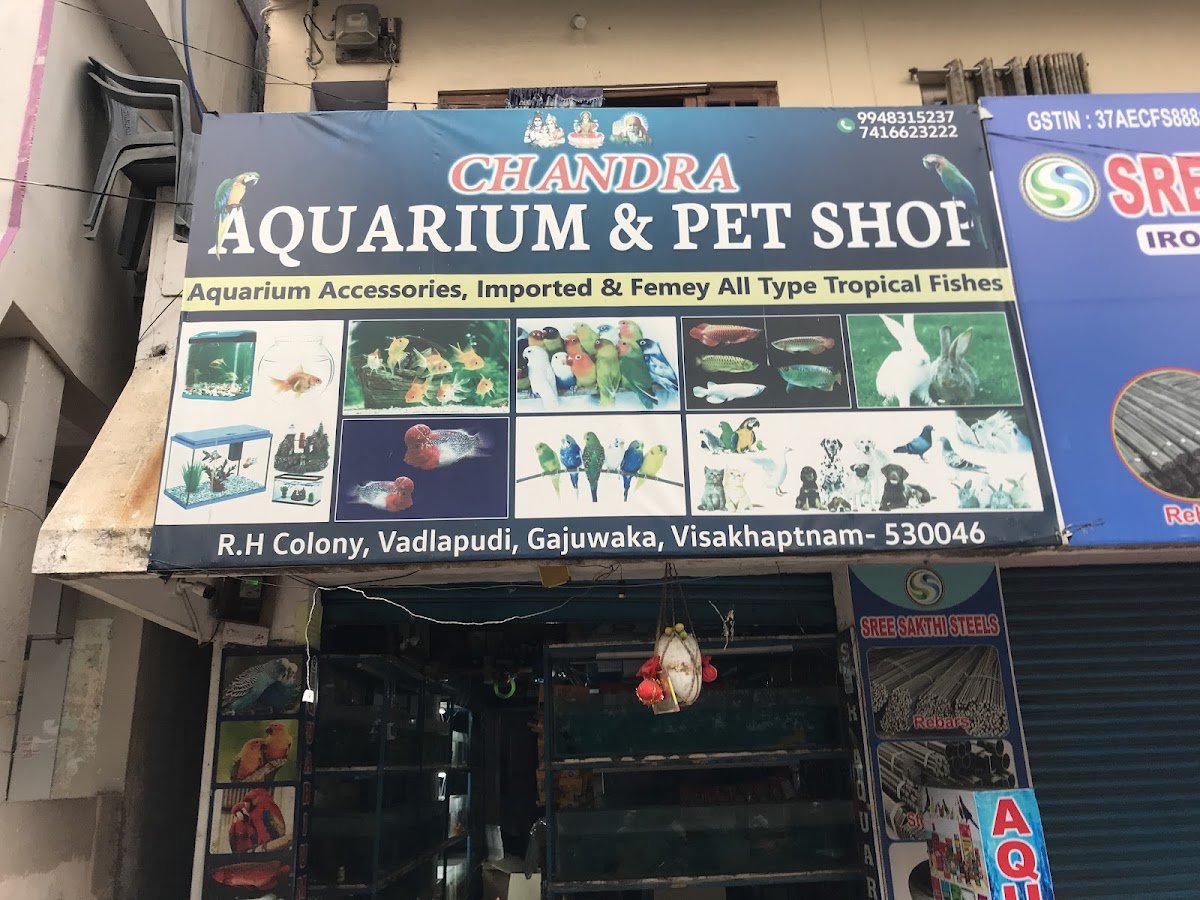 Chandra Aquarium & Pet Shop - Photo 2