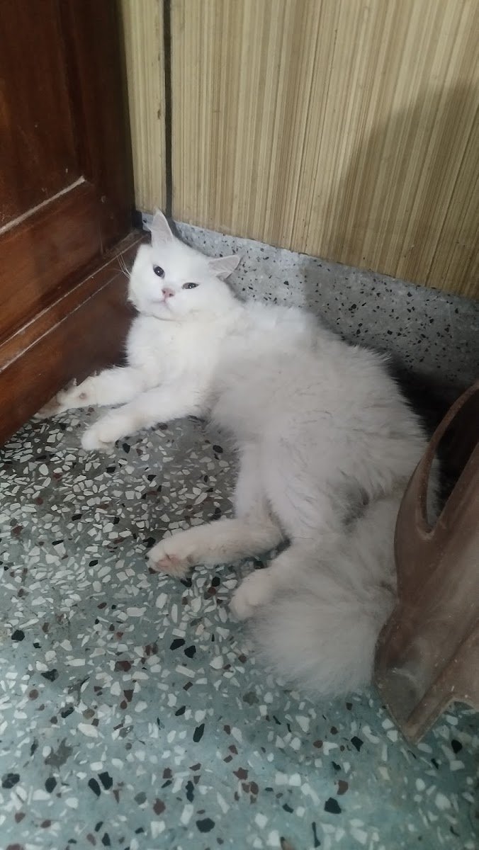 Cute 'n' Caring Pets - Photo 2