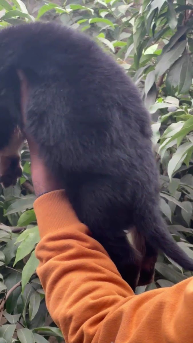 Ironpaws Rottweilers - Photo 2
