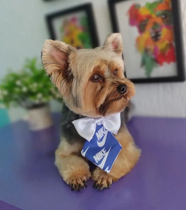 Pet Shop Focinho Gelado