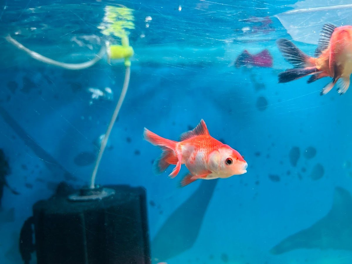 Sainath Fish Aquerium - Photo 2