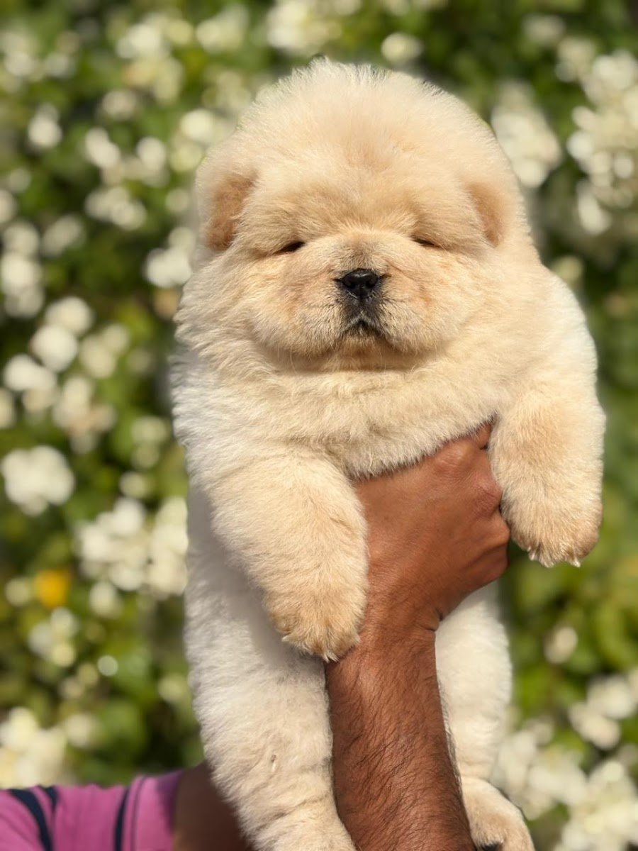 Paw&tail - Photo 2