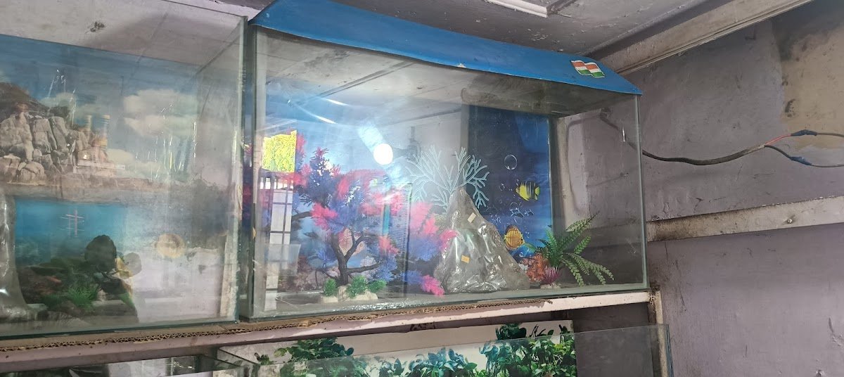 Evaa Aquarium Shop - Photo 2