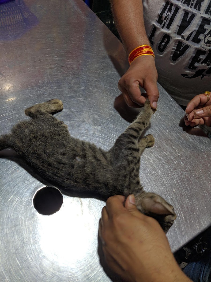 Pet Clinic - Photo 2