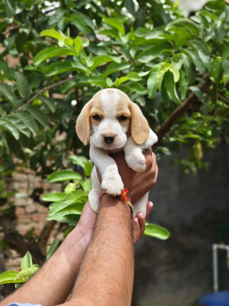 Doggydo - Photo 2