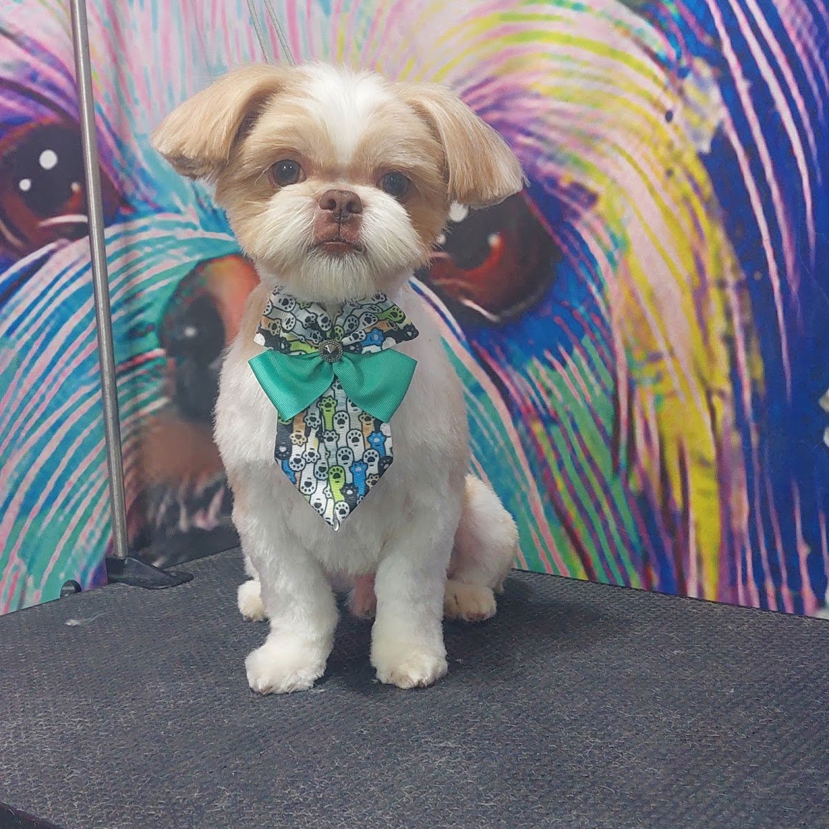 Assistencia Veterinaria Sao Francisco